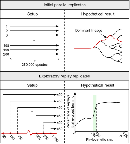 Concept of replay experiments, adapted from (Ferguson and Ofria, 2023)